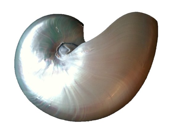 Halbe Nautilus poliert ab 150 mm