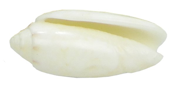Olivenschnecke - Oliva sidelia Duclos 3-4,5cm