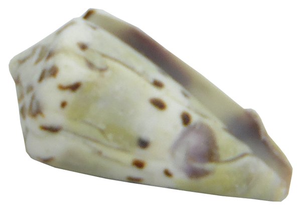 Conus mustelinus 4 cm