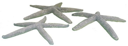 Schlangen-Seestern blau 12-14 cm