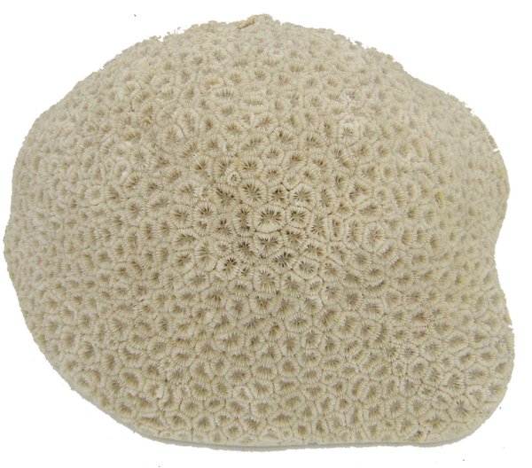 weisse grosse Koralle - 24x17x9cm - fast makellos