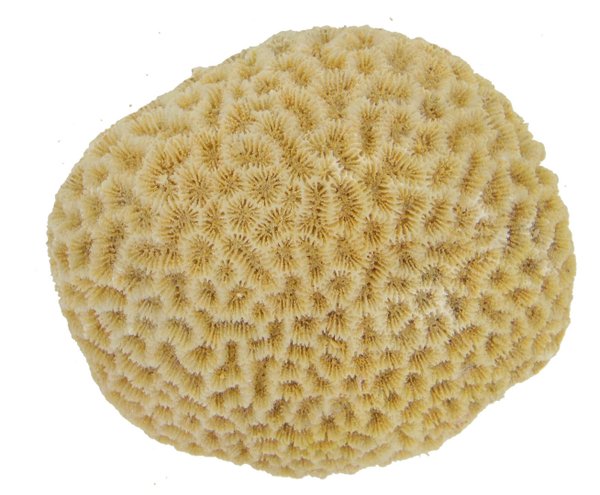 Koralle 9x8x6cm - feine Strukturen