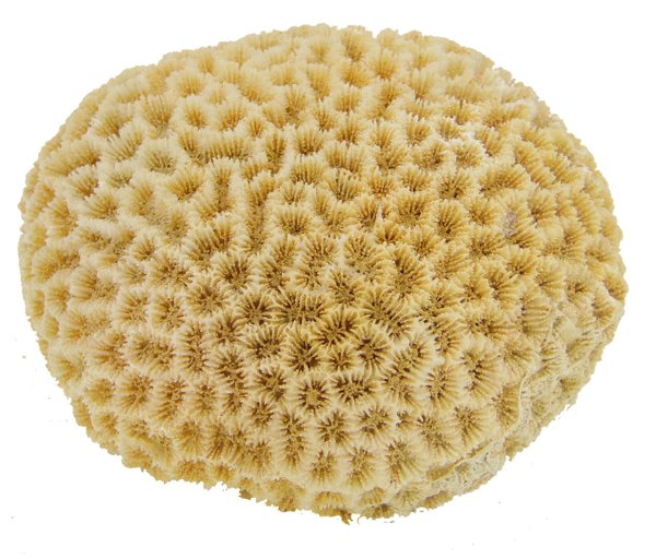 Koralle 9x8x6cm - feine Strukturen