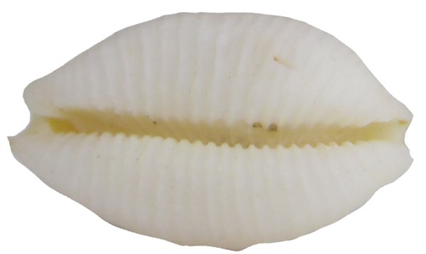 Cypraea staphylaea consobrina 22mm RARE