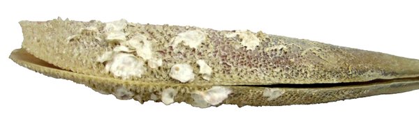 Komplette Steckmuschel, Riesenmuschel, Pinnidae 45cm