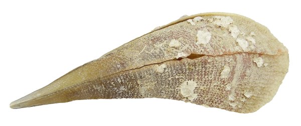 Komplette Steckmuschel, Riesenmuschel, Pinnidae 45cm