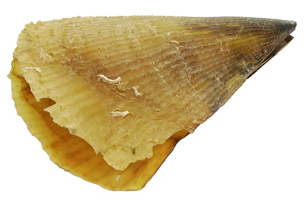 edle Steckmuschel, Riesenmuschel, Pinnidae 26cm
