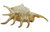 Lambis crocata crocata 10-12cm (1125)