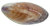 Süßwassermuschel - Tahong Muschel 11-13 cm