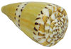 Kegelschnecke Conus mustelinus 5,5cm