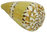 Kegelschnecke Conus mustelinus 5,5cm