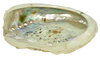 Abalone klein 5-10cm