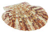 Kammmuschel, Chlamys maccarensis ca 6 cm