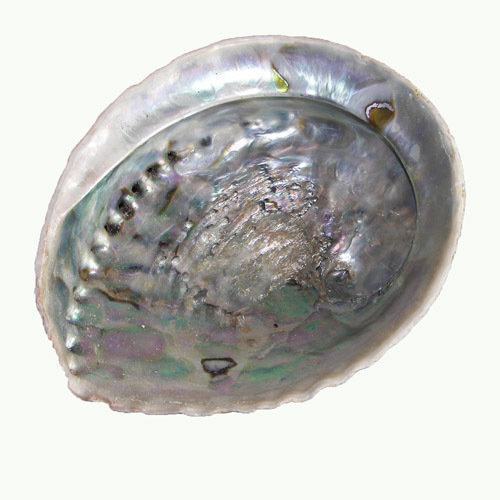 Meerohr-Schnecke oder Abalone 10-16 cm