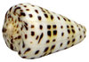 Conus leopardus Leopardenkegel von 32mm bis 57mm