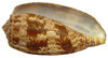 Kegelschnecke Conus geographus 8cm