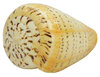 Conus betulinus ab 6,0 cm