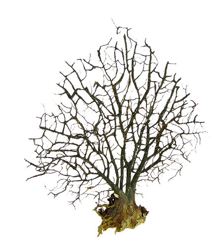 Fächerkoralle ┼ Korallenfächer 20-30 cm