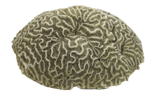 große braune Hirn-Koralle mit wahnsinns 38cm Durchmesser