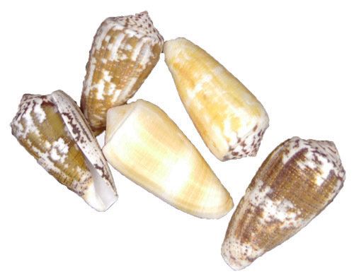 Kegelschnecke Conus magus 3,5 bis 6,5 cm