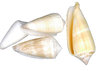 Conus consors 4-7 cm