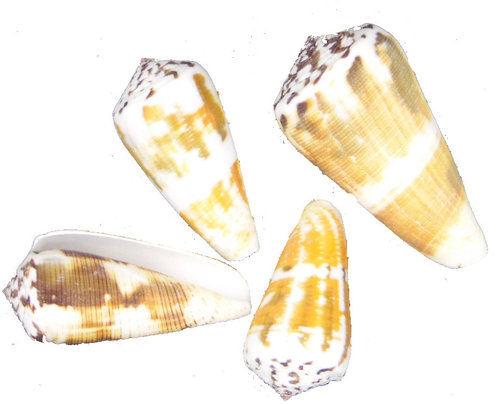 Conus vitulinus 4,5-6cm