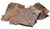 Cronia margariticola 4-5 cm