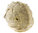 Cassis madagascariensis - Emperor Helmet - RARE in der Größe