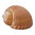 braune Tonnenschnecke - Tonna - Größe 20cm-
