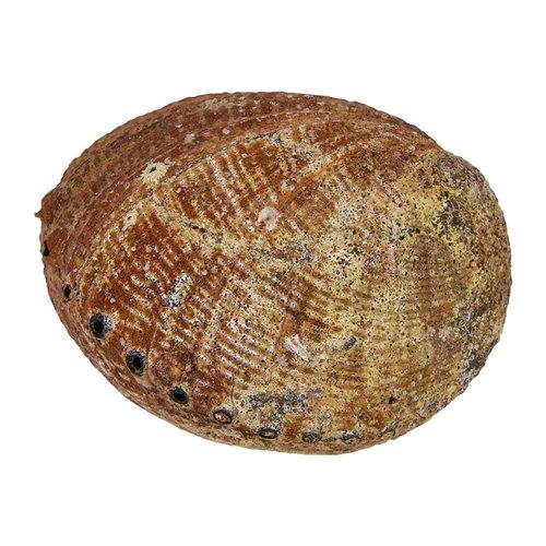 Meerohrschnecke - Abalone- Haliotis fugens 14x18cm