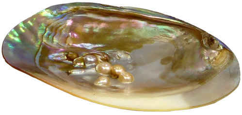 Flussmuschel- poliert - mit natürlichen Perlen - Größe  ca 10x15cm