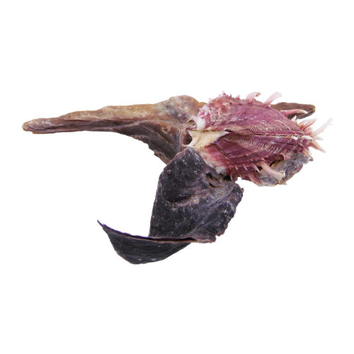 Hammermuschel mit Spondylus variegatus 14x16x5cm