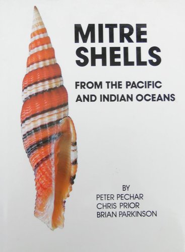 Mitra Shells from the Pacific and Indian Ocean