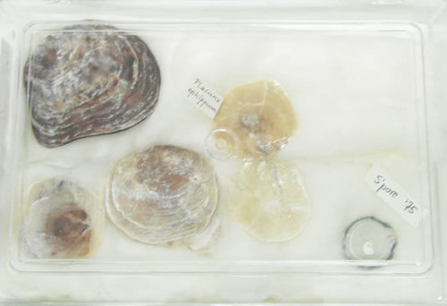 Konvolut Fensterscheibenmuscheln- LOT 15 - aus wissenschaftlicher Sammlung