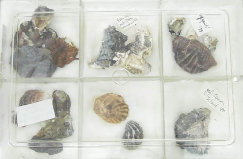 Konvolut Austern-Muscheln- LOT 12 - aus wissenschaftlicher Sammlung