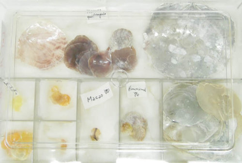 Konvolut Fensterscheiben-Muscheln- LOT 11 - aus wissenschaftlicher Sammlung
