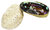 Abalone - Meerohrschnecke - Paua Muschel - H. Iris - natur
