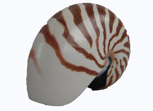 Nautilus natur ca 15 cm