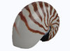 Nautilus natur ca 15 cm