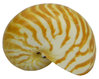Nautilus Pompelius natur 5,5 cm