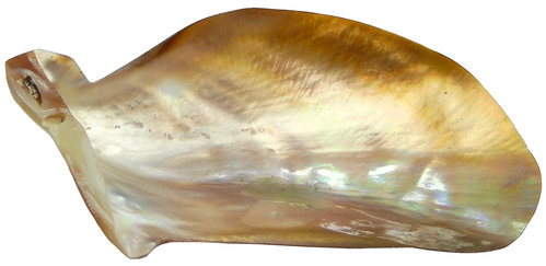 Giant Wing Oyster / große Auster ca 16cm