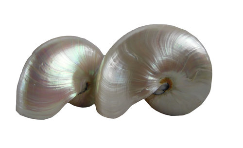 Nautilus poliert 22 cm