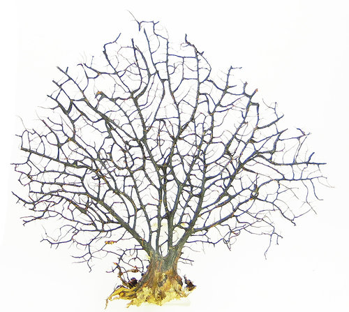 Fächerkoralle ┼ Korallenfächer 30-40 cm