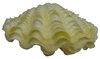 Tridacna squamosa von 91mm bis 102mm