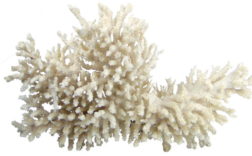 Koralle 375mm