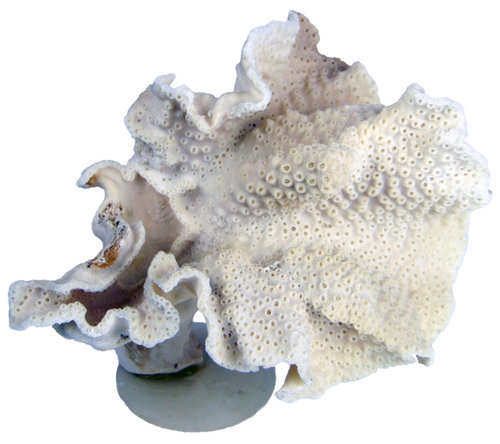 Koralle 159mm
