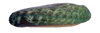 grünes Meerohr - gemeines Seeohr 4-8cm