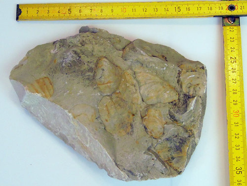 einzel Fossilie 5