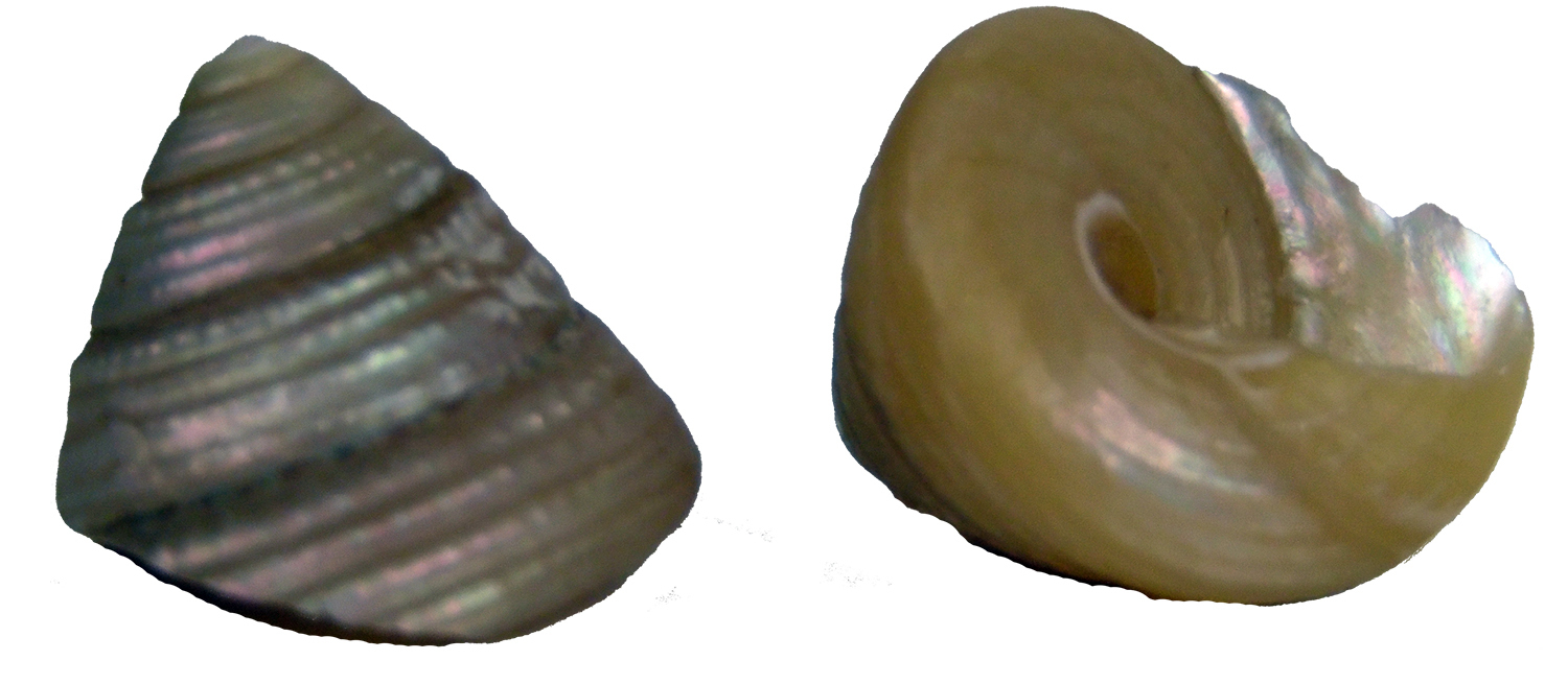 0,07€/St Schneckenhäuschen Muschel 1-1,4cm  Monilea 15 kleine Perlmutt Meeres 
