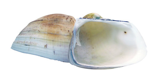 Cucullaea labiata Hälfte 90-100mm